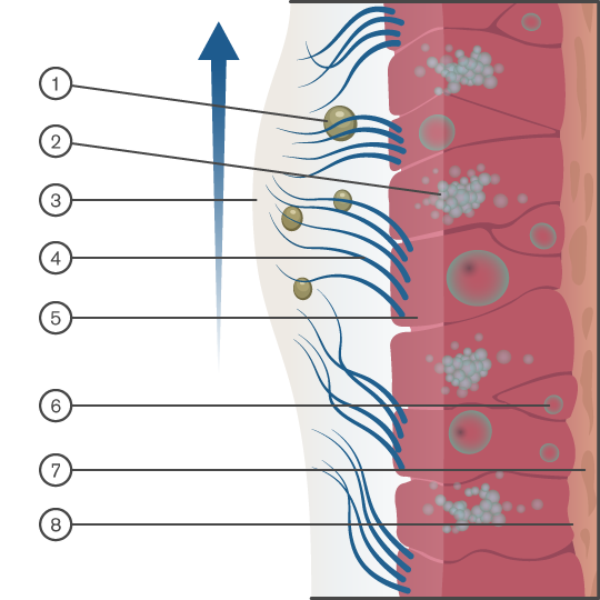 Movement_of_the_pharynx_image