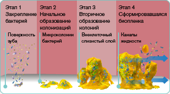 explore-image-oral-care-vap-facts-RU